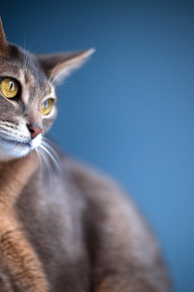 Кошка с большими ушами