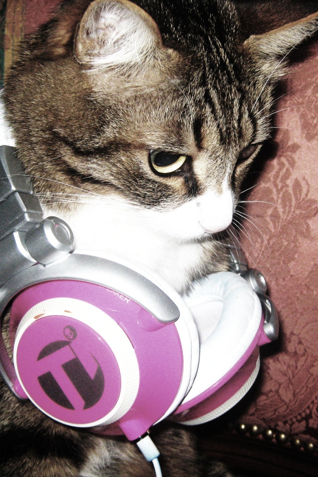 	   Cat with headphones