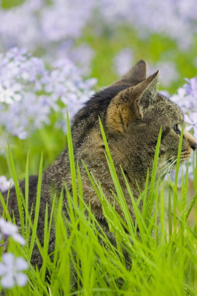 Серый кот в цветах