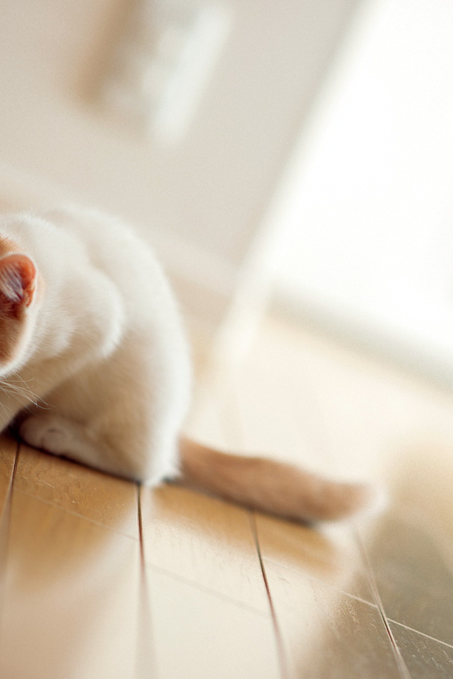 Котенок пьет молоко