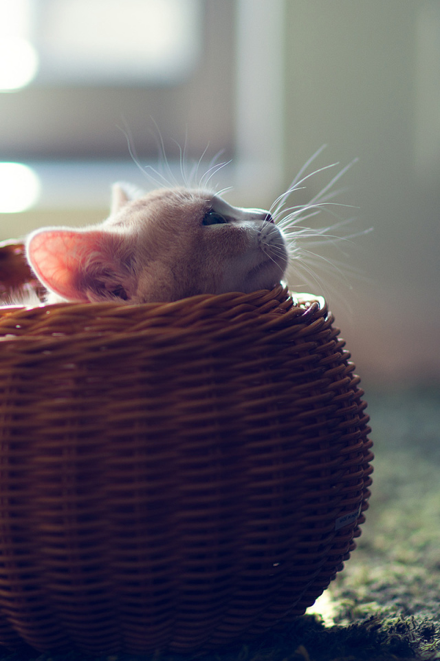 Котенок в круглой корзине