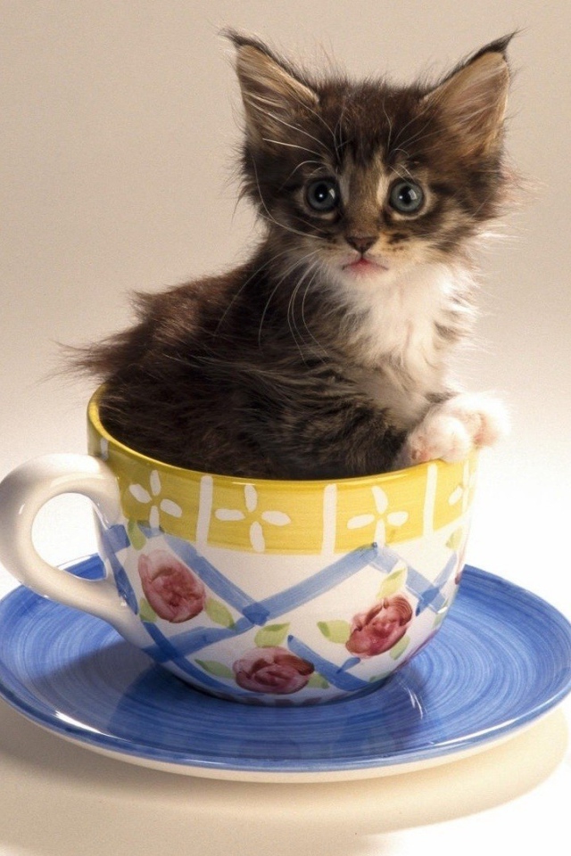 Котенок в чайной чашке