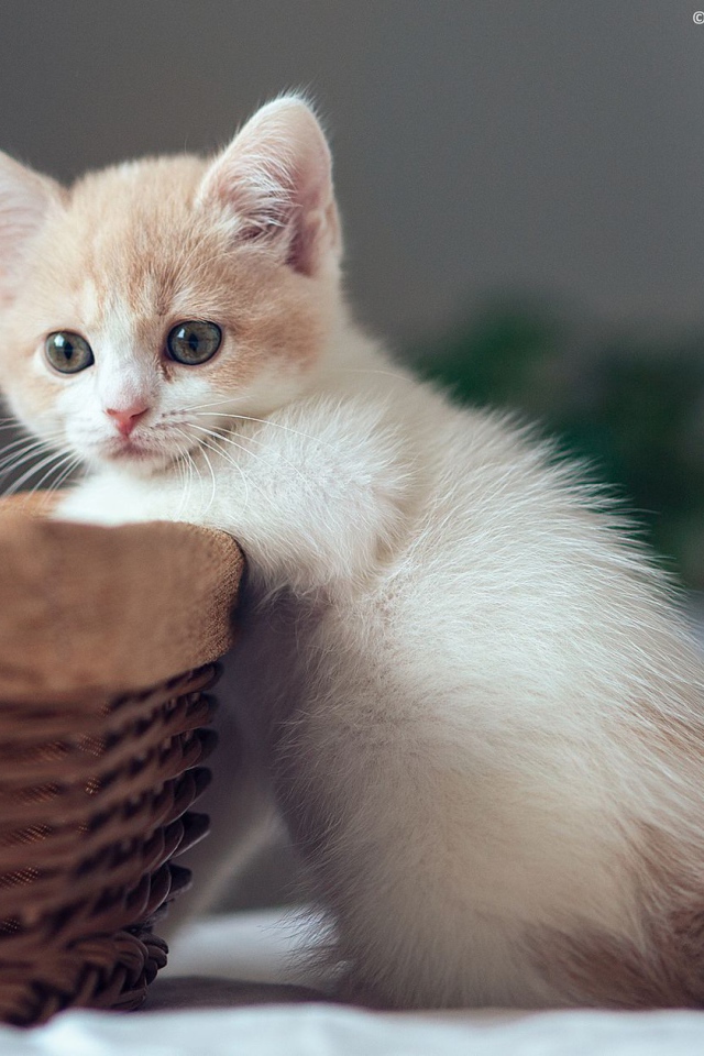 Котенок у корзины