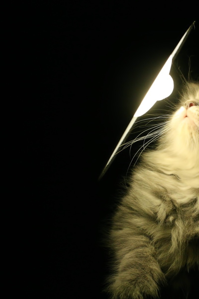 Котенок у лампы