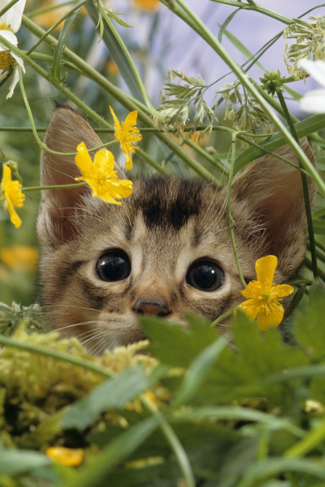 Котенок выглядывает из цветов