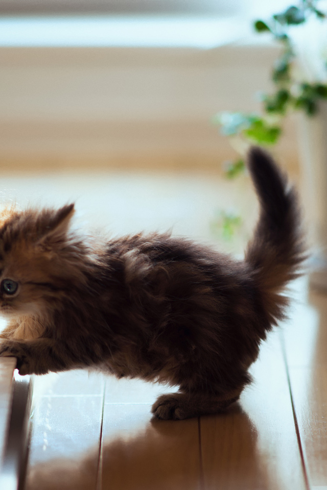 Котенок музыкант