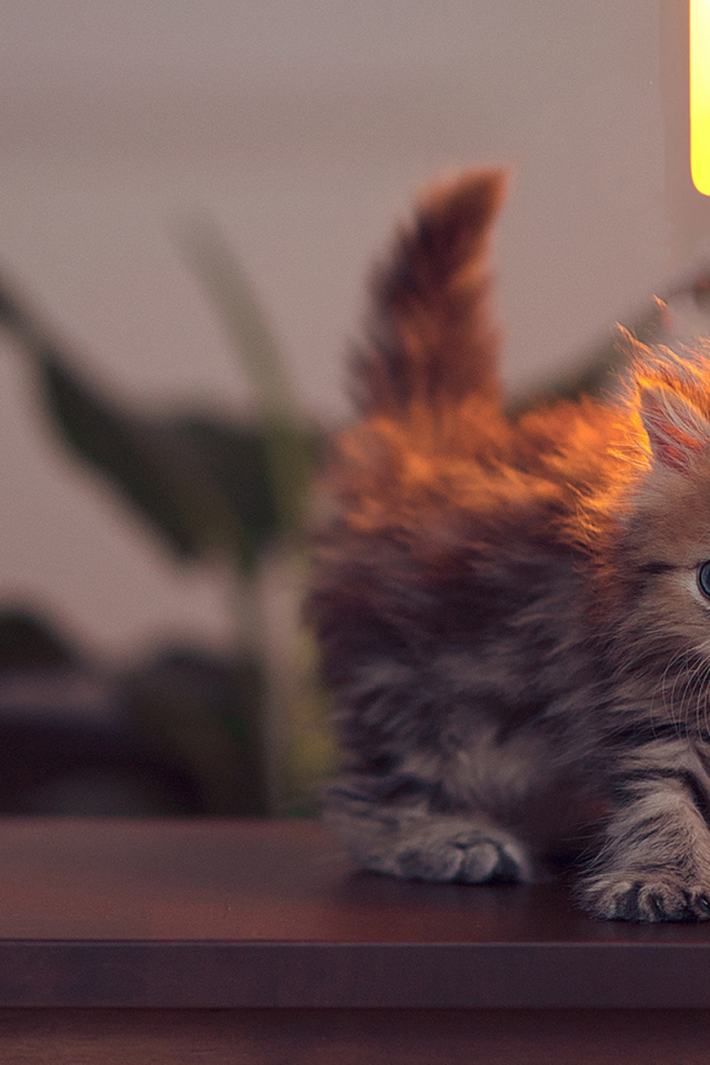 Котенок около лампы