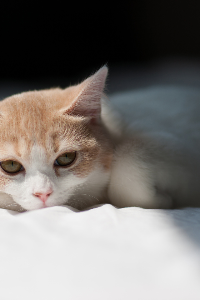 Котенок на белой кровати