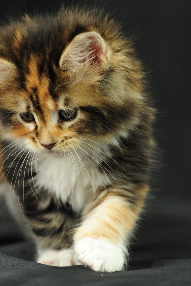 Котенок на черной ткани