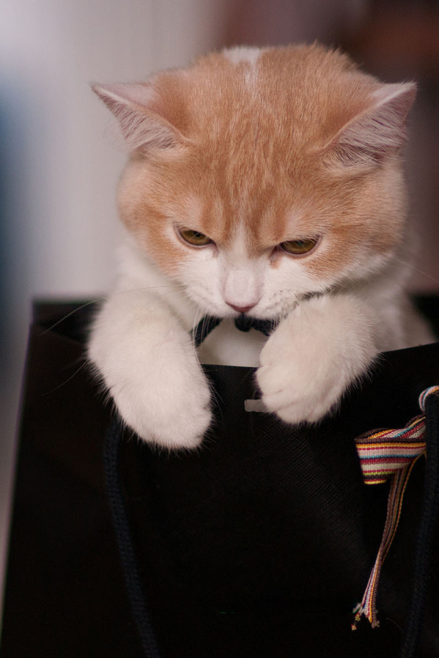 Котенок в пакете с бантом