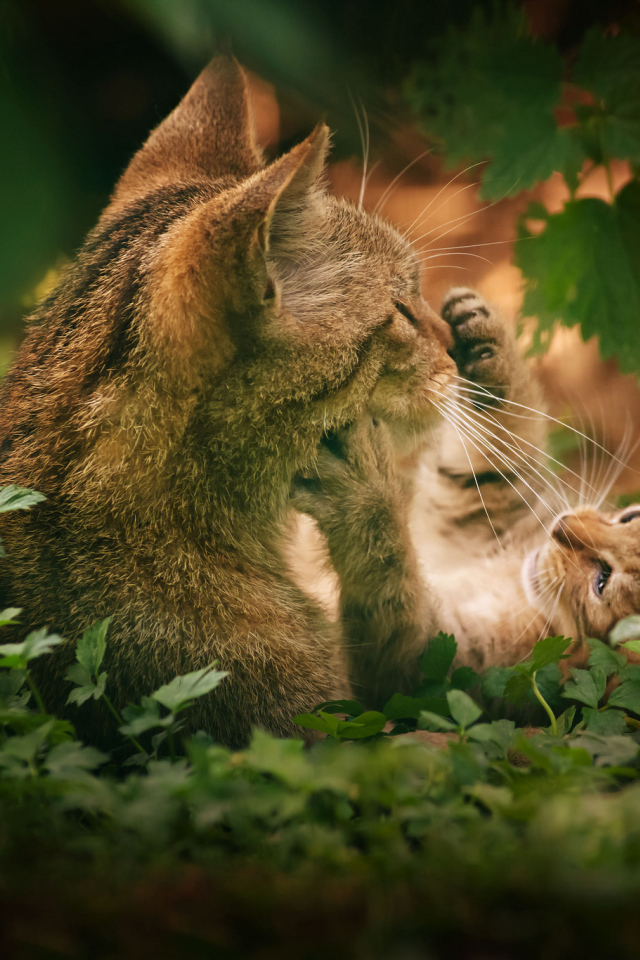 Котенок играет с кошкой