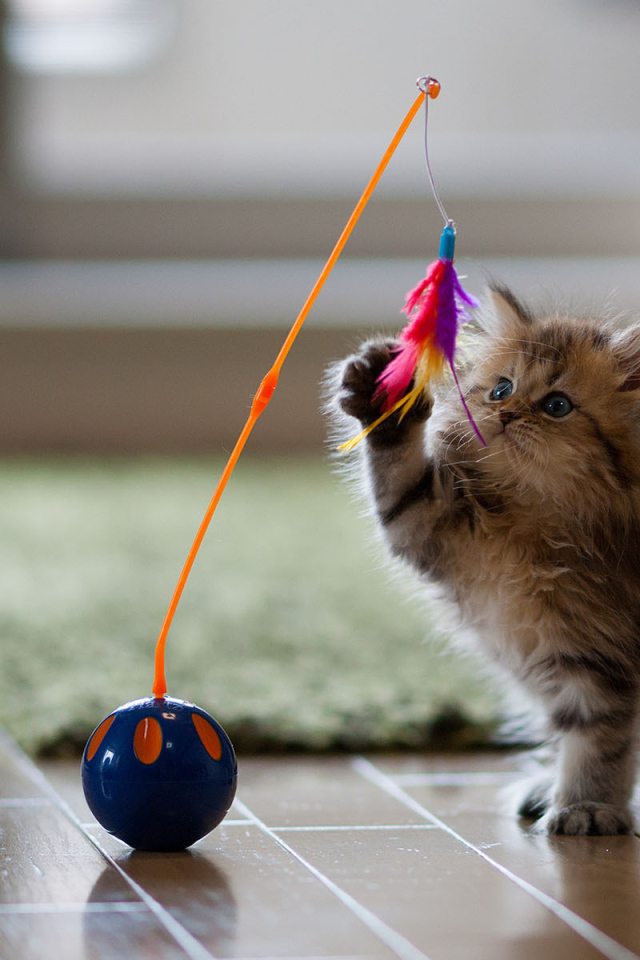 Котенок играет с перьями