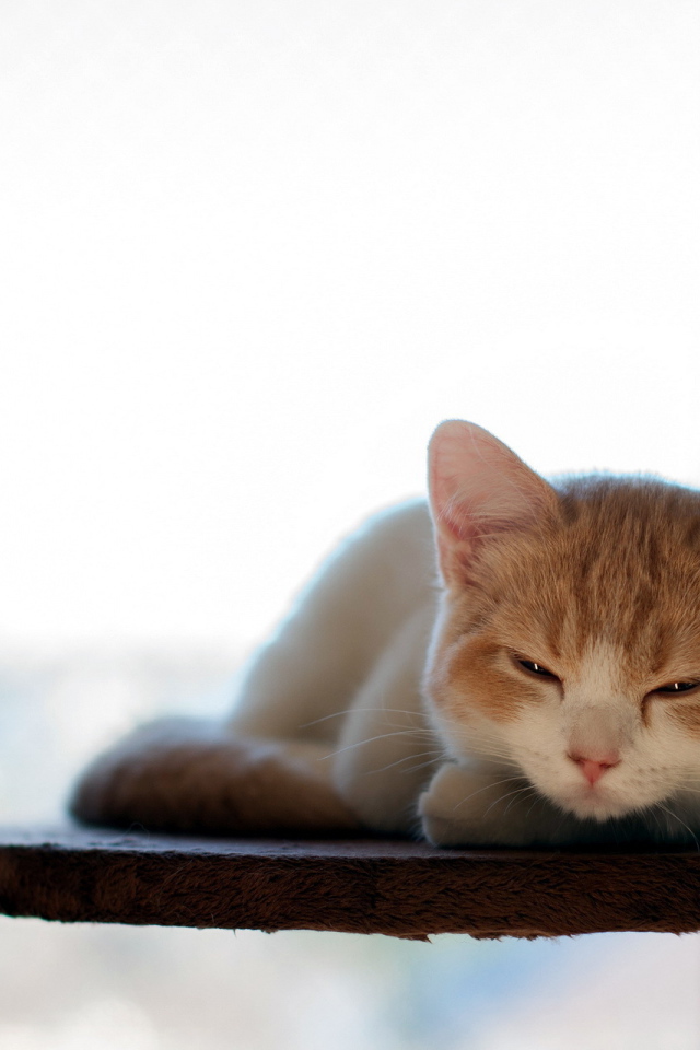 Котенок отдыхает на полке