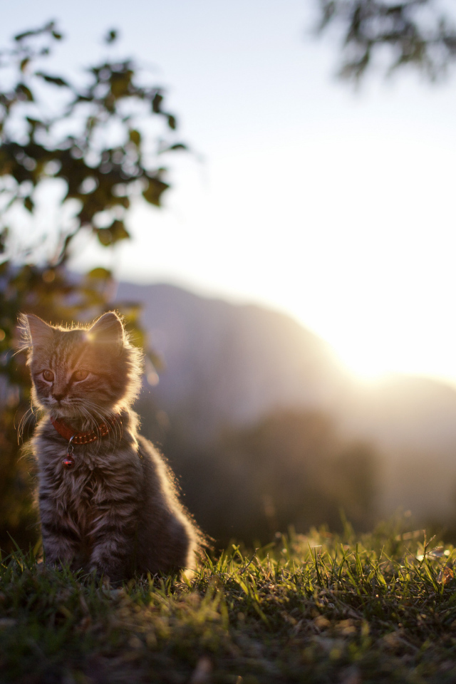 Котенок сидит на траве