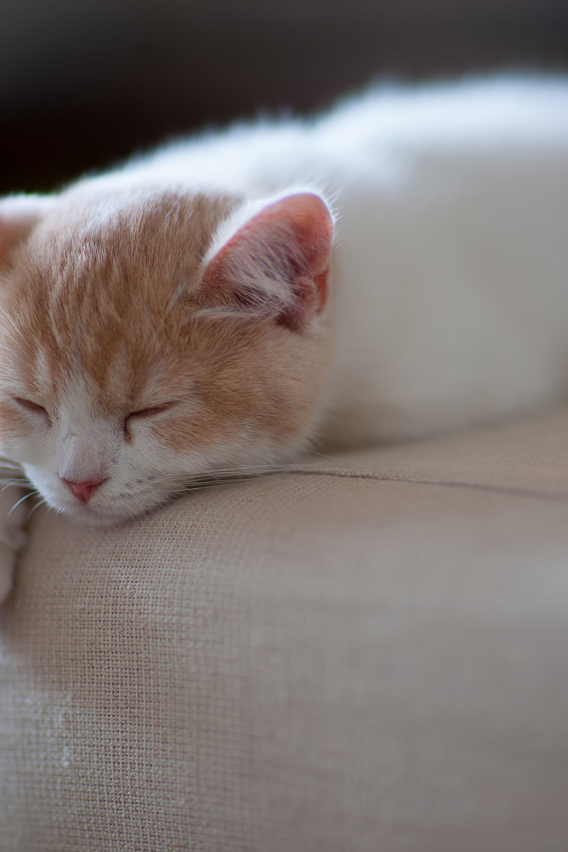 Котенок спит