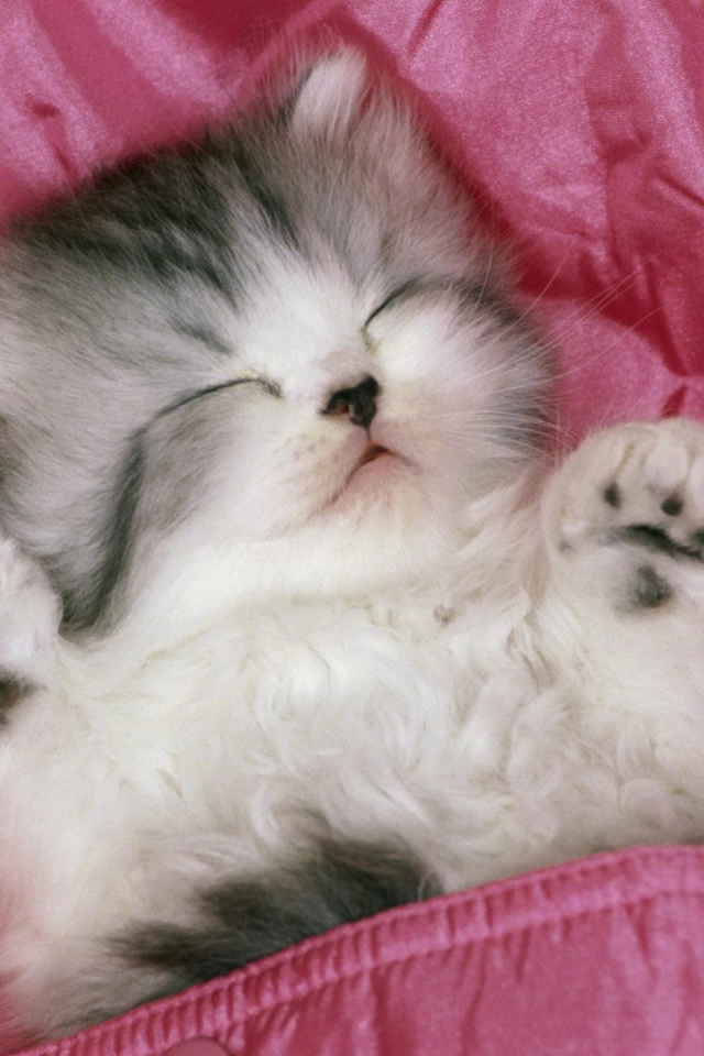 Котенок спит вверх лапами