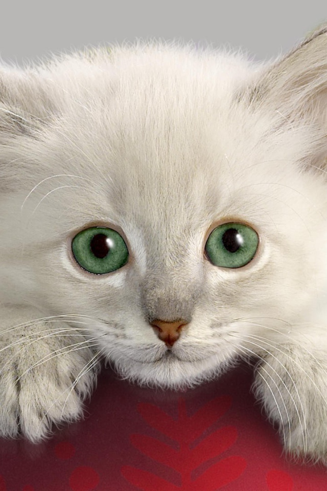 Котенок с Новогодней игрушкой