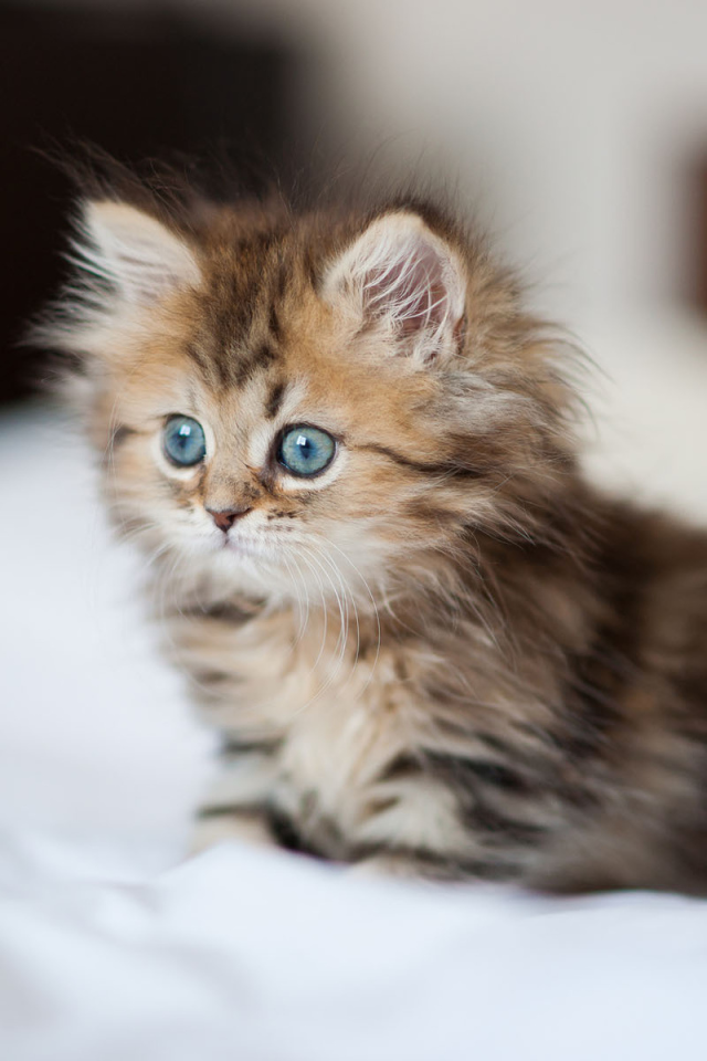 Котенок с голубыми глазами