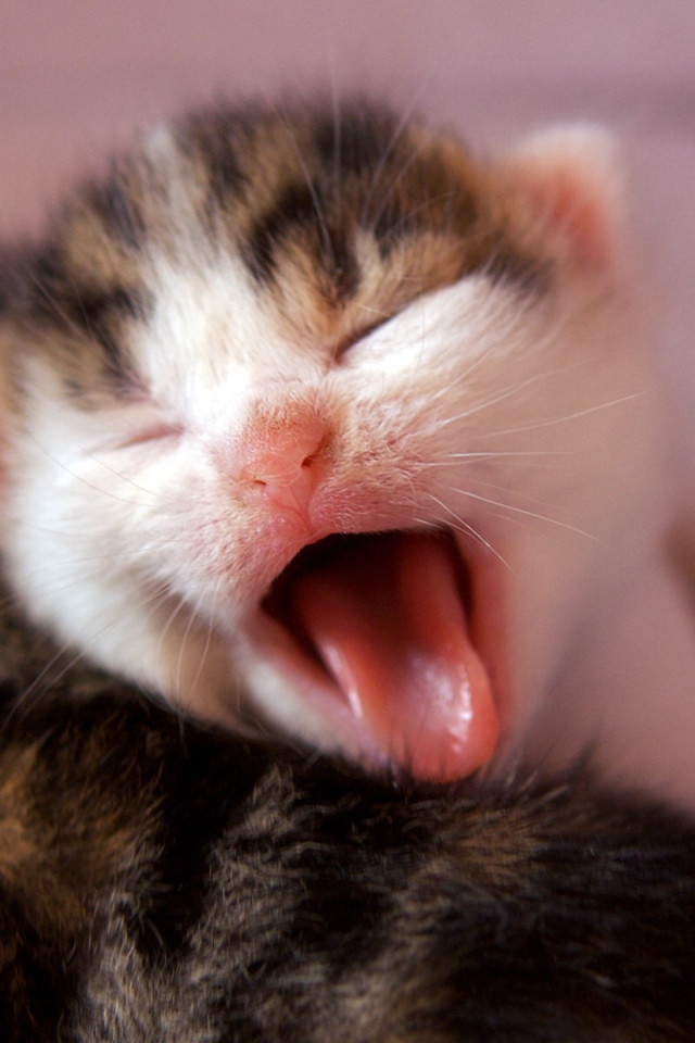 Котенок зевает