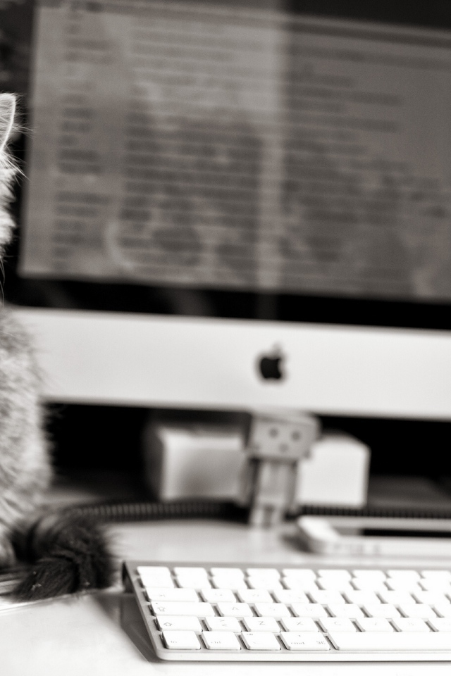 Котенок у компьютера