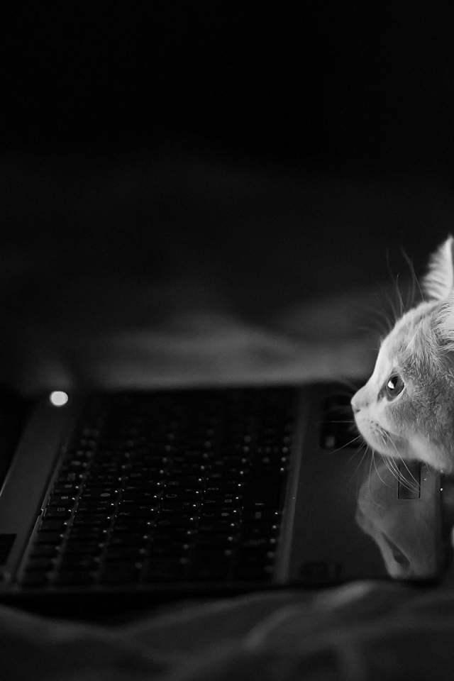 Котенок у компьютера