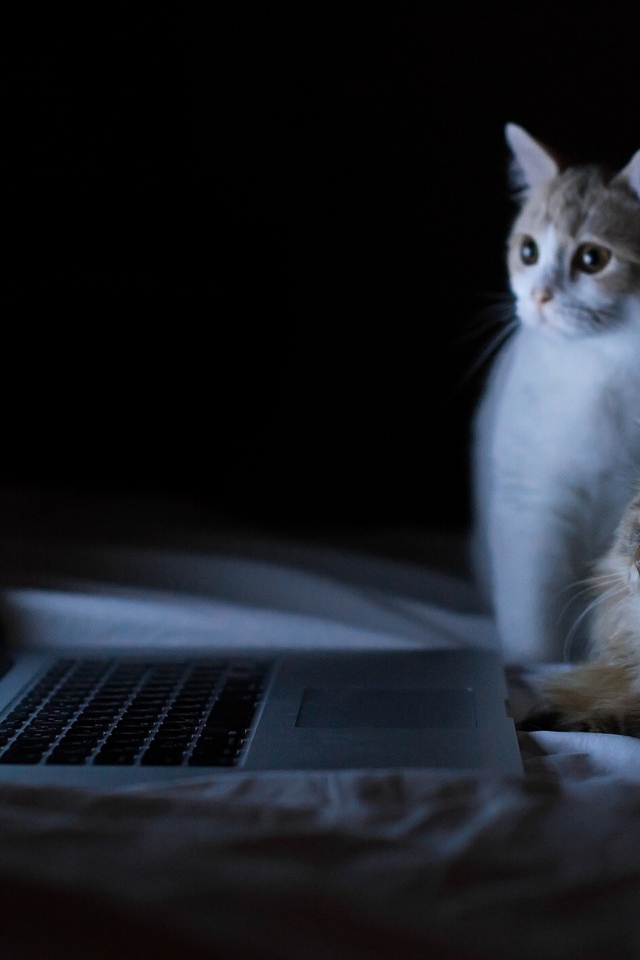 Котята у ноутбука