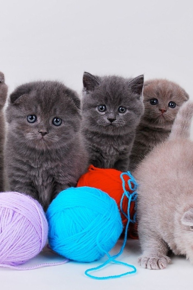 Котята непоседы