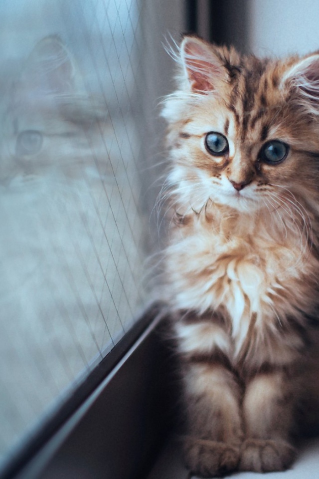 Котенок сидит у окна