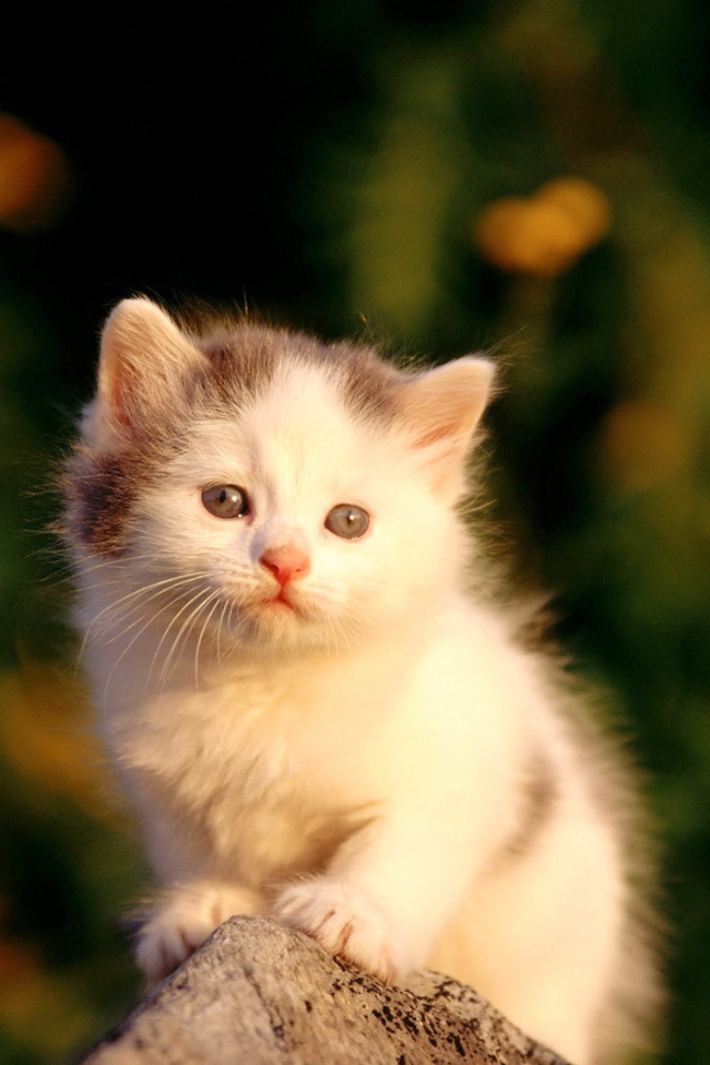 Маленький пушистый котенок