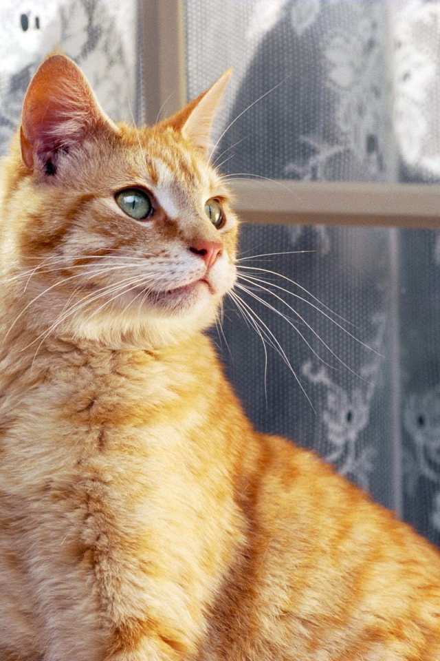 Рыжий кот около окна