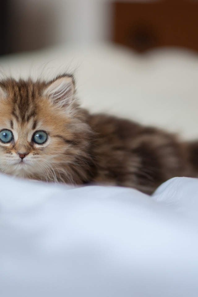 Испуганный взгляд котенка