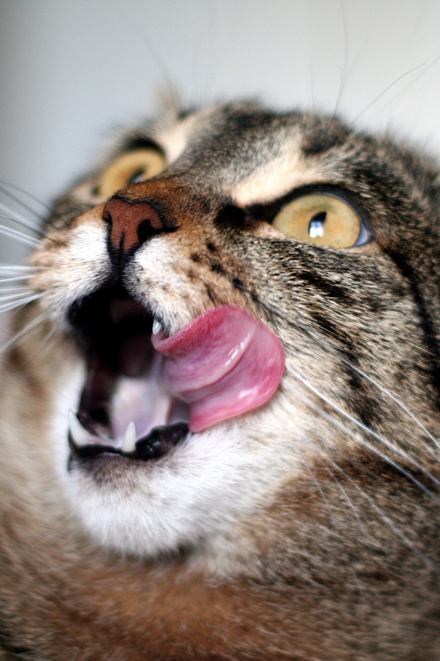 Удивленный кот