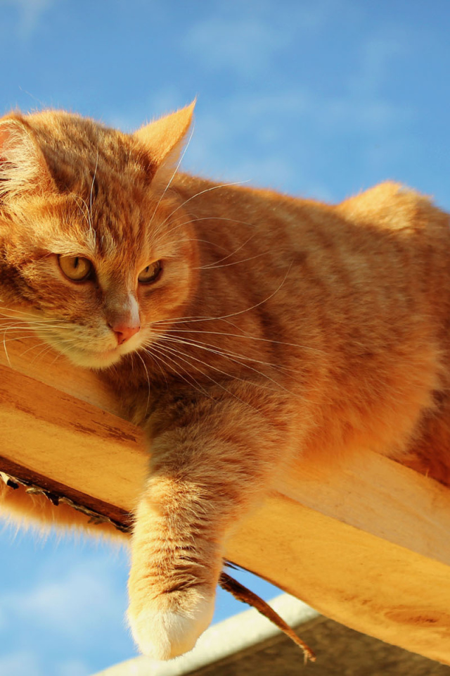 Кот лежит на доске