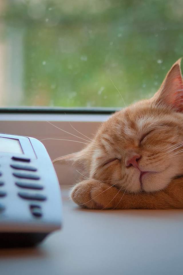 Кот спит около телефона