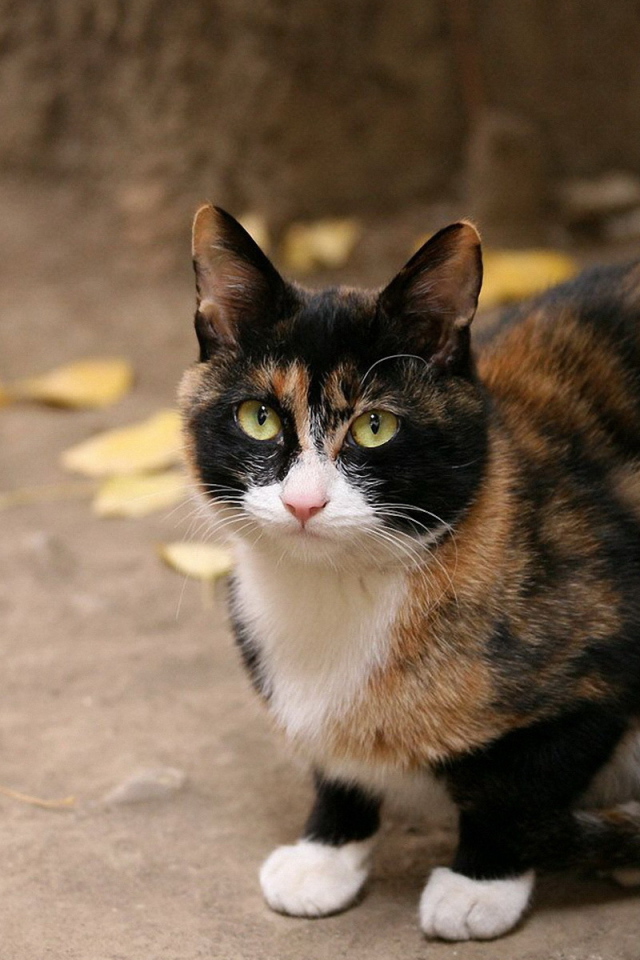 Кот под деревом