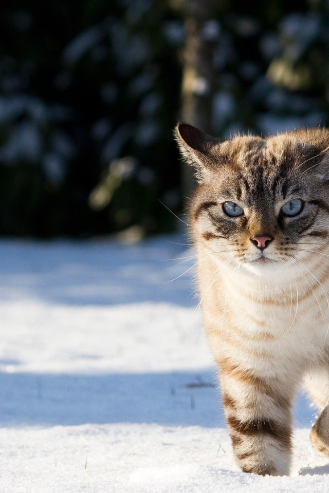 Кот гуляет по снегу