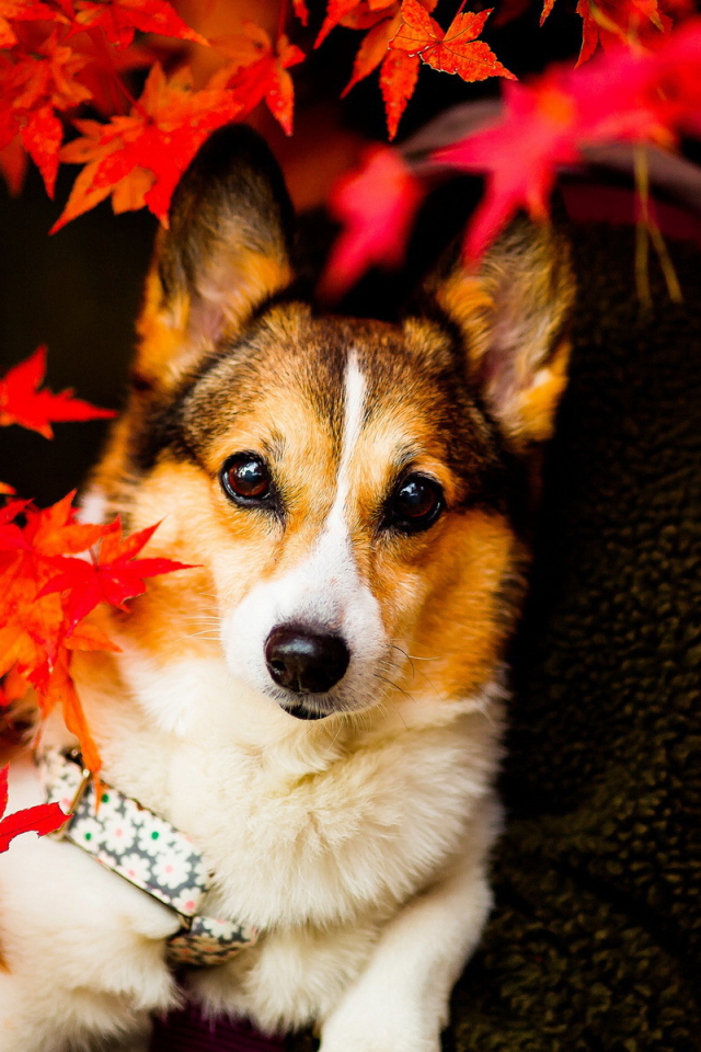 Собака в осенних листьях