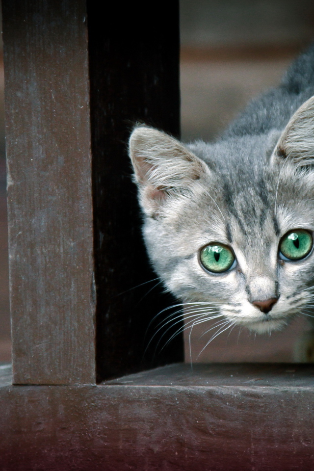 Котенок за забором