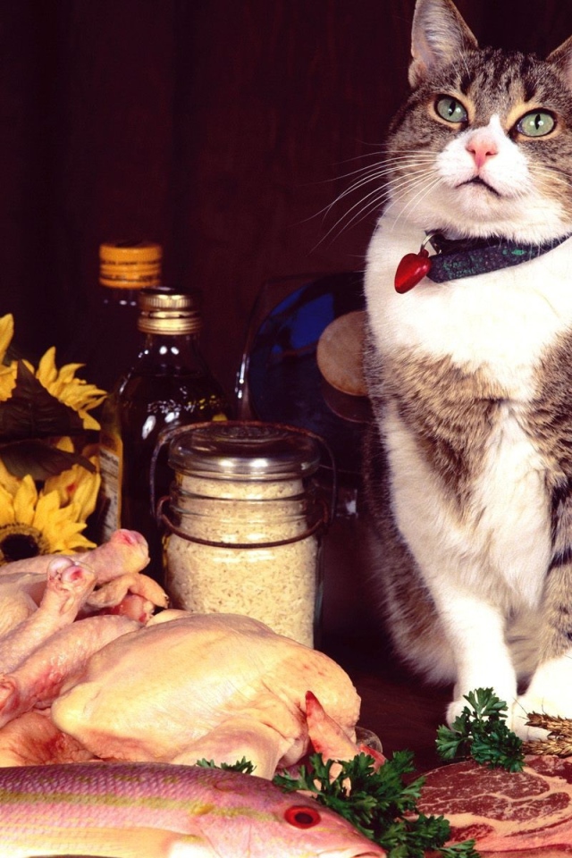 Сегодня праздник у кота