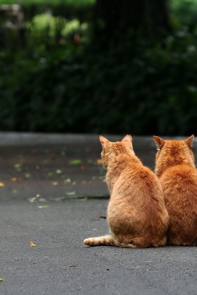 Два рыжих кота на улице