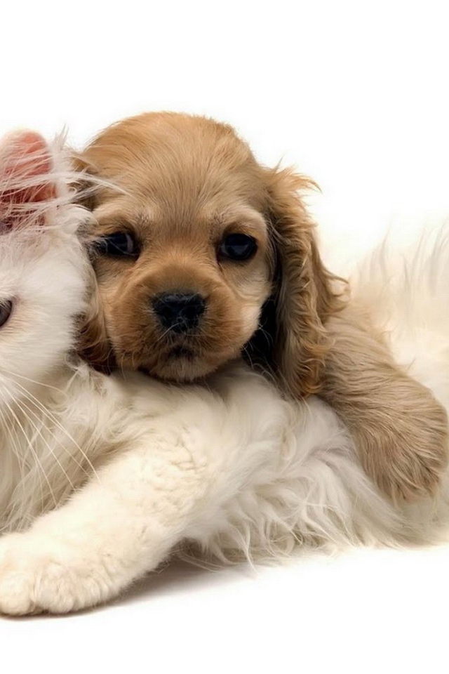 	   White cat and puppy