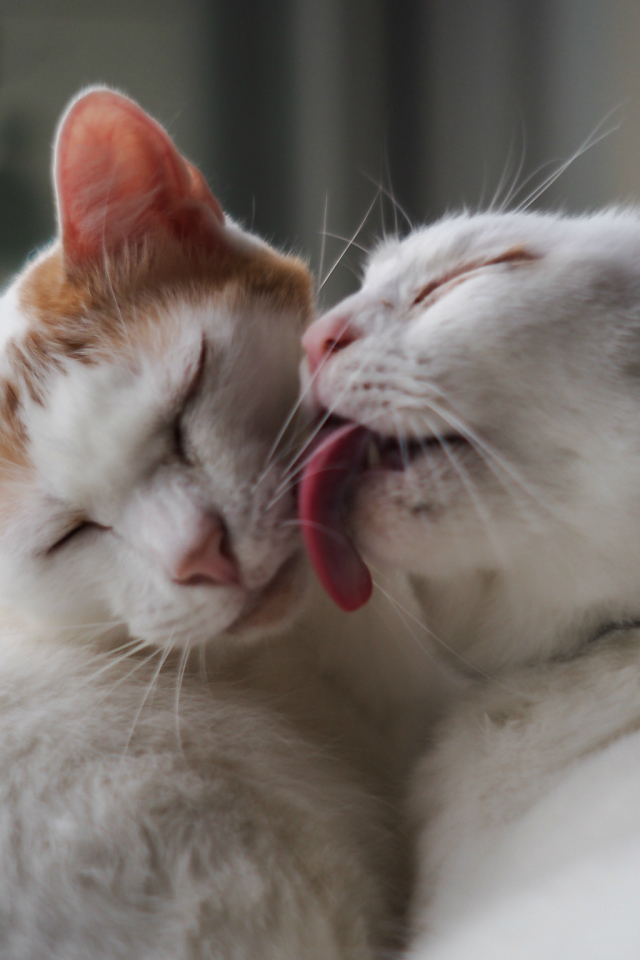 Белый кот лижет другого кота