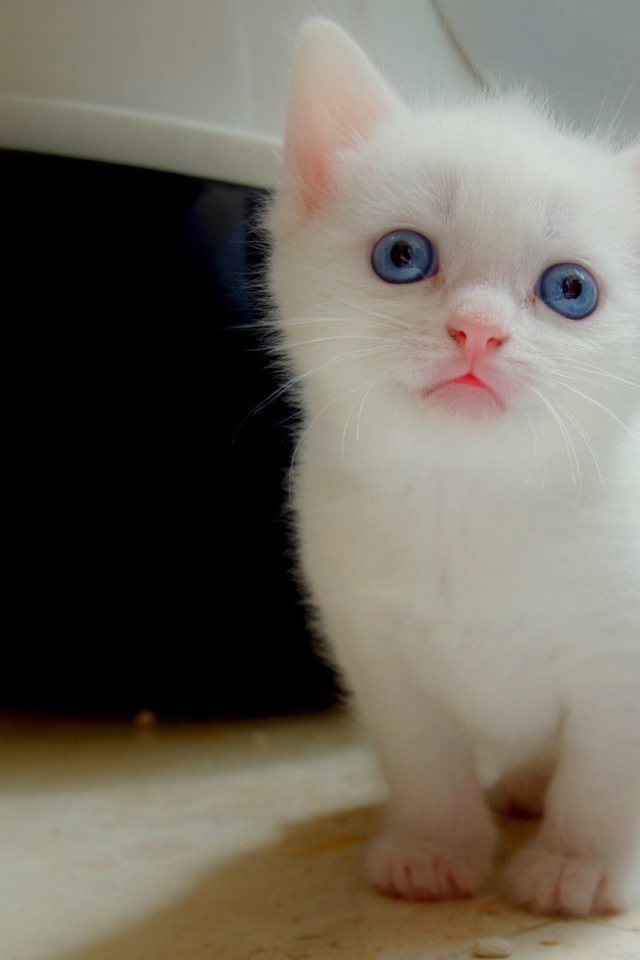 Белый котенок с голубыми глазами