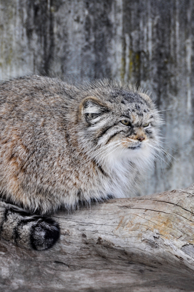 Дикий кот манул