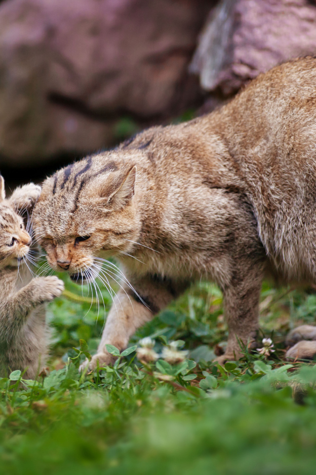 Дикая кошка с котенком