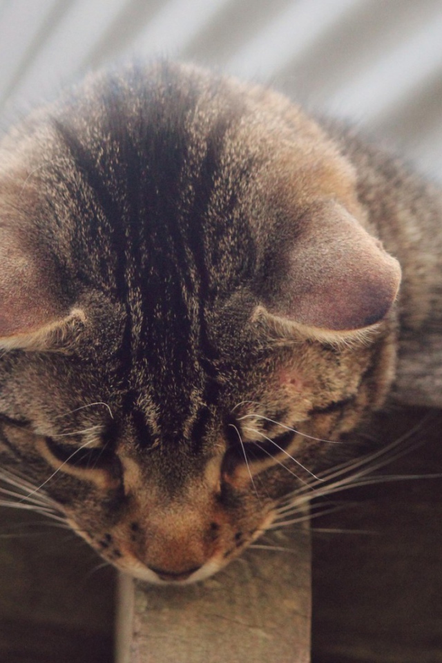 Кот наблюдатель