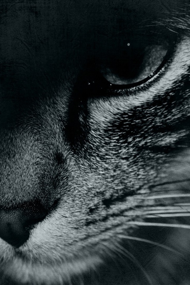 Кошачий взгляд