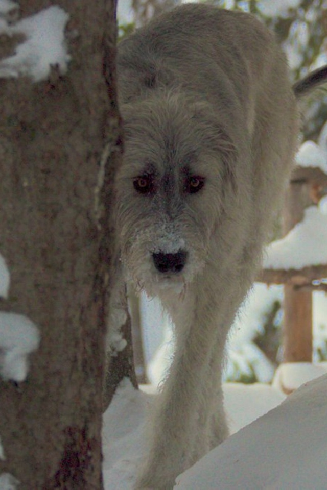 Красивый ирландский волкодав