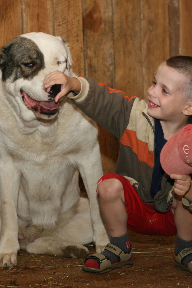 Мальчик держит за нос алабая