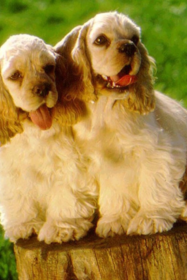 Парочка милых американских кокер спаниелей
